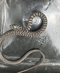 Coluber constrictor