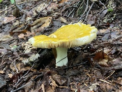 Russula claroflava