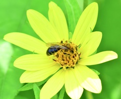 Andrena helianthi