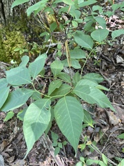 Amsonia tabernaemontana
