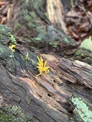 Calocera
