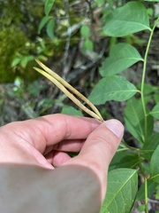 Amsonia tabernaemontana