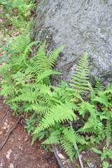 Athyrium filix-femina
