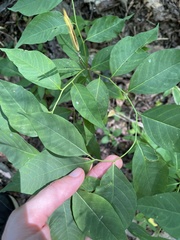 Amsonia tabernaemontana