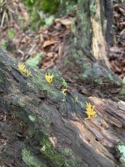 Calocera