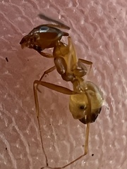Dorymyrmex flavus