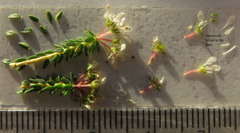 Agathosma latipetala