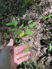 Amsonia tabernaemontana