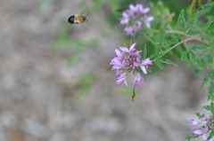 Anthophora montana
