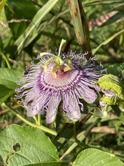 Passiflora incarnata