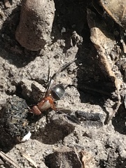 Delphinia picta