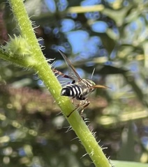 Tachytes