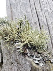 Evernia
