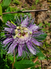 Passiflora incarnata