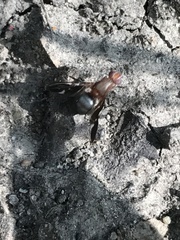 Delphinia picta