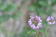 Anthophora montana