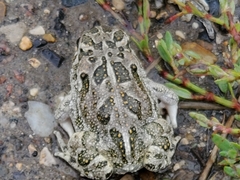 Anaxyrus cognatus