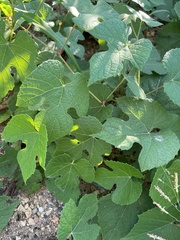 Vitis aestivalis