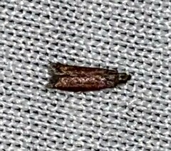 Varneria postremella