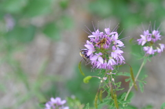 Anthophora montana
