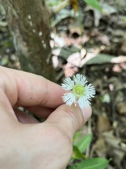 Silene stellata