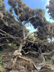 Ulex europaeus