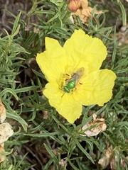 Agapostemon