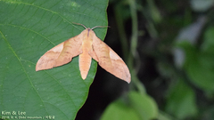 Clanis bilineata