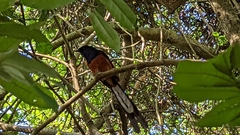 Copsychus malabaricus