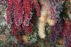 Alcyonium acaule