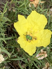 Agapostemon