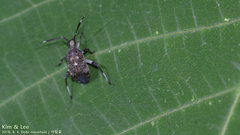 Eurystylus coelestialium