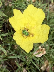 Agapostemon