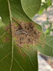 Ectoedemia platanella group