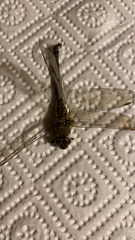Aeshna mixta