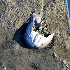 Limulus polyphemus