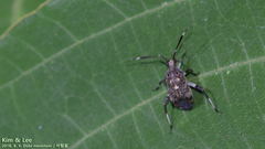 Eurystylus coelestialium