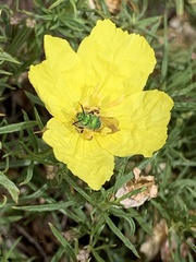 Agapostemon
