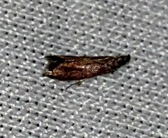 Varneria postremella