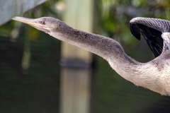 Anhinga anhinga