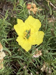 Agapostemon