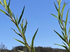 Baccharis salicifolia