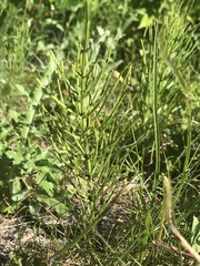 Equisetum arvense