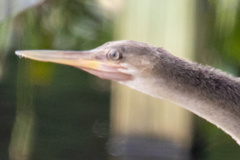 Anhinga anhinga