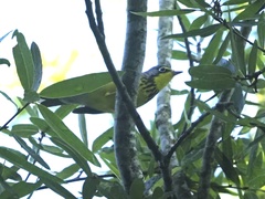 Cardellina canadensis