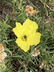 Agapostemon