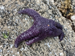 Pisaster ochraceus