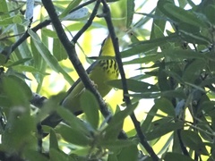 Cardellina canadensis