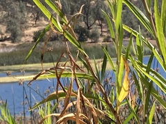 Baccharis salicifolia