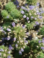 Navarretia